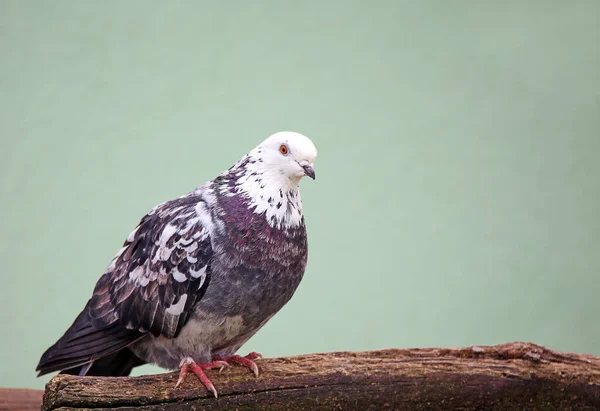 pigeon with white head