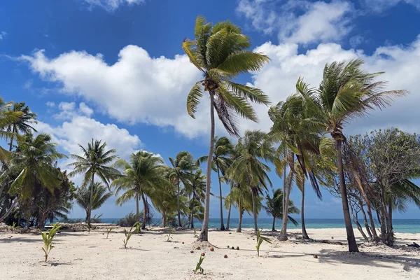 Gaj Palmowy Orzechami Kokosowymi Atolu Rangiroa Archipelag Tuamotu Polinezja Francuska — Zdjęcie stockowe