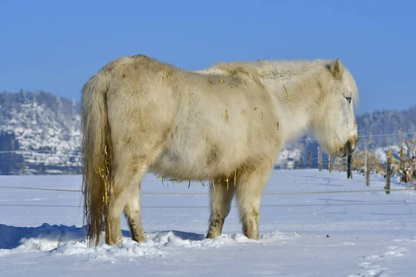 Animales Caballo Animales Pastoreo Fauna Naturaleza — Foto de Stock