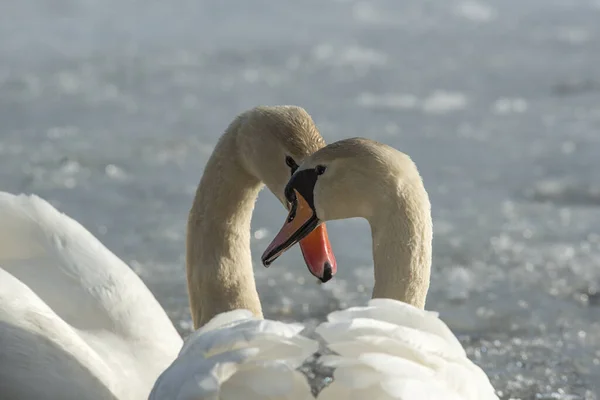 two swans so a couple in intimate togetherness swimming on a lake