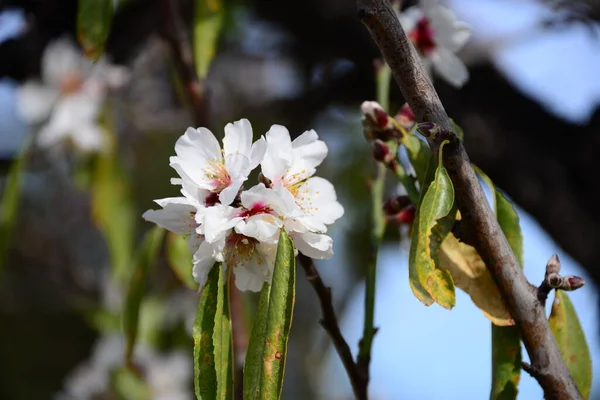 Lämnat Blossom Spanien — Stockfoto