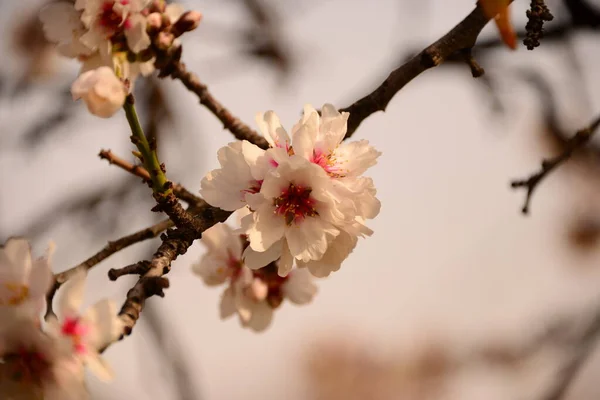 Floraison Des Fleurs Printanières Sur Branches — Photo