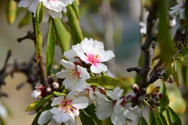Dallarda Açan Bahar Çiçekleri — Stok fotoğraf