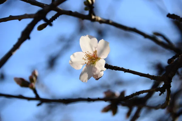 枝条上盛开的春花 — 图库照片