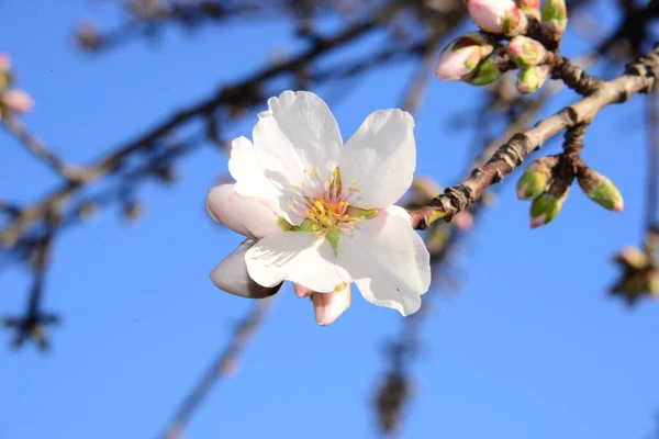 Fioritura Fiori Primaverili Rami — Foto Stock