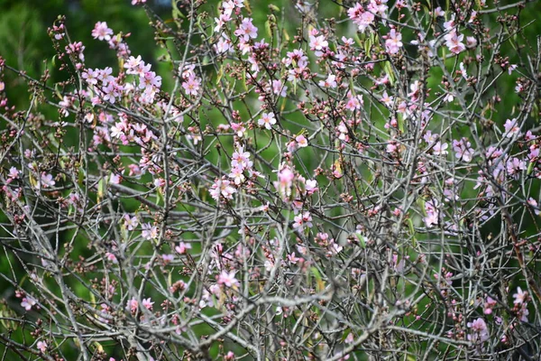 Квітучі Весняні Квіти Гілках — стокове фото