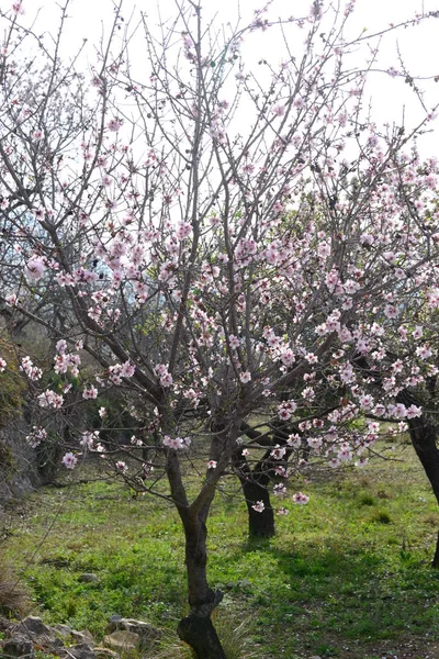 Almond Blossom Španělsko — Stock fotografie