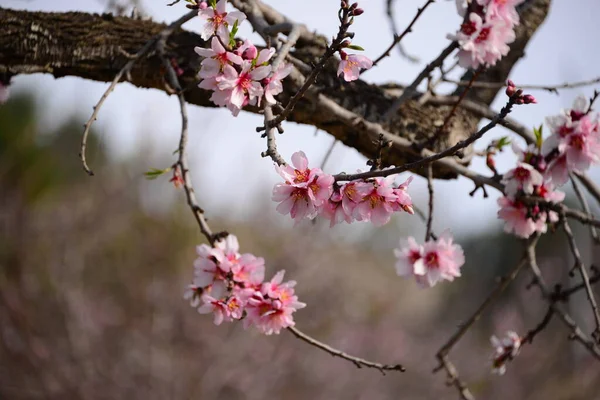 Fioritura Fiori Primaverili Rami — Foto Stock