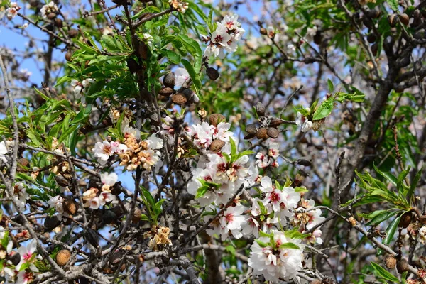 Fioritura Fiori Primaverili Rami — Foto Stock