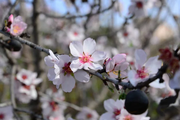 枝に春の花を咲かせ — ストック写真