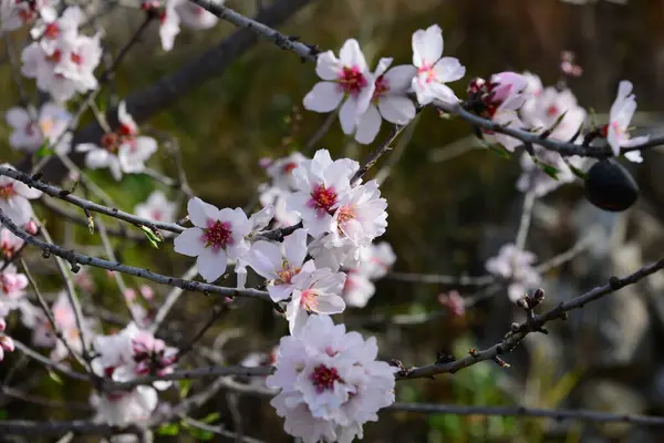 Квітучі Весняні Квіти Гілках — стокове фото