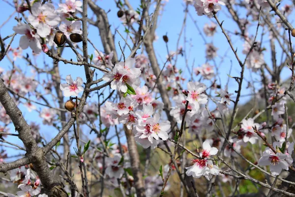 Virágzó Tavaszi Virágok Ágakon — Stock Fotó