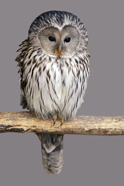 Habichtskauz Oder Ural Eule Strix Uralensis — Stockfoto