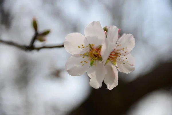 Flor Amêndoa Espanha — Fotografia de Stock