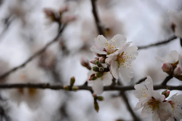 Almond Blossom Espagne — Photo