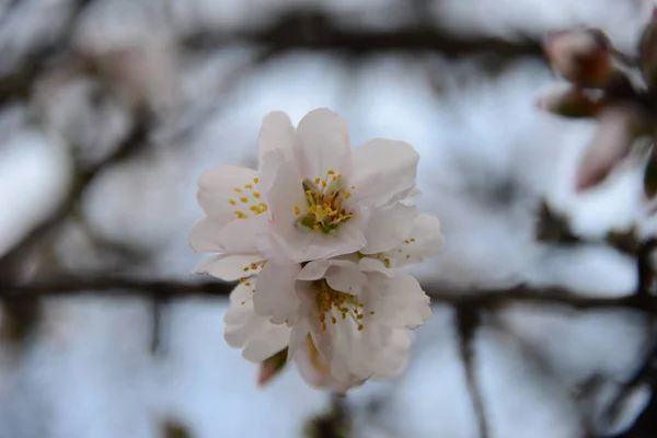 Almond Blossom Spain — Stock Photo, Image