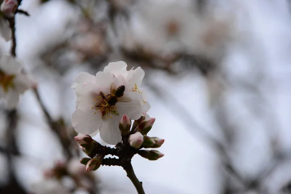 Flor Amêndoa Espanha — Fotografia de Stock