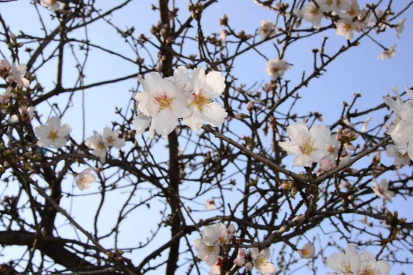 Almond Blossom Hiszpanii — Zdjęcie stockowe