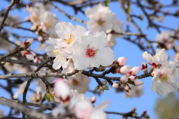 Flor Almendra España — Foto de Stock