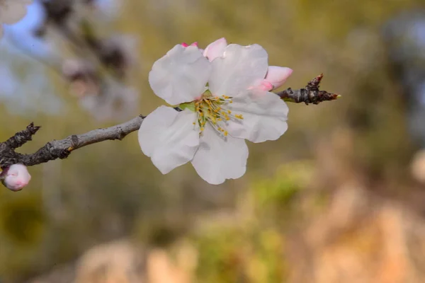 Flor Almendra España — Foto de Stock