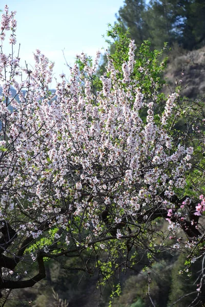 Almond Blossom Hiszpanii — Zdjęcie stockowe