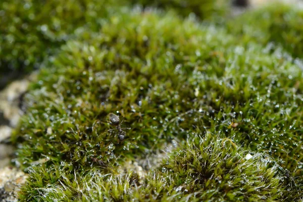 Ant Crawls Moss — Stock Photo, Image