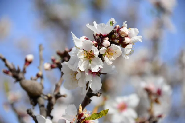 Lämnat Blossom Spanien — Stockfoto