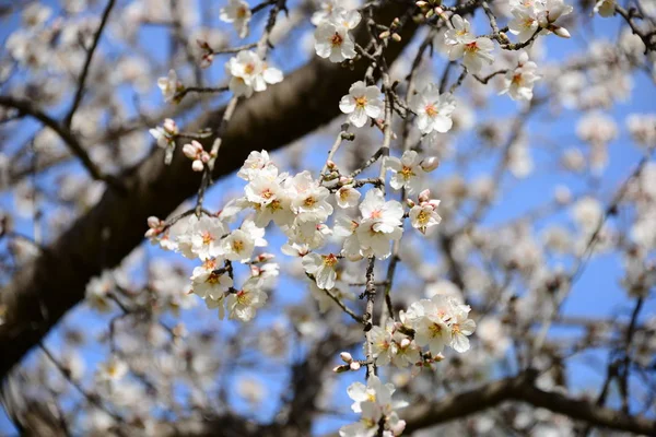 Flor Amêndoa Espanha — Fotografia de Stock