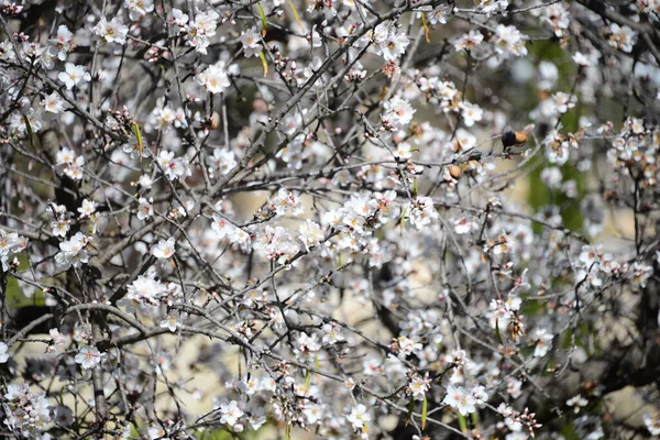 Lämnat Blossom Spanien — Stockfoto