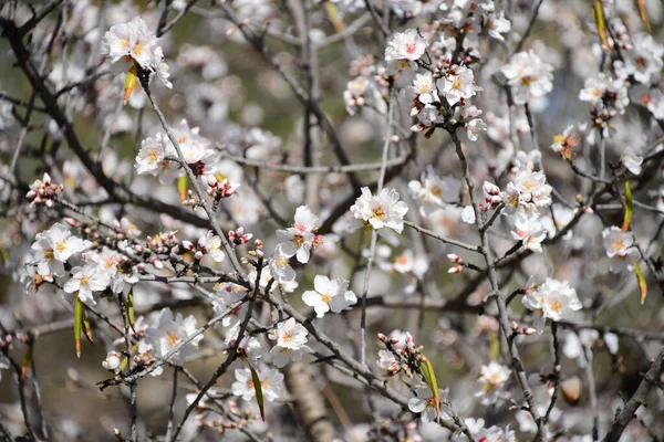 Lämnat Blossom Spanien — Stockfoto