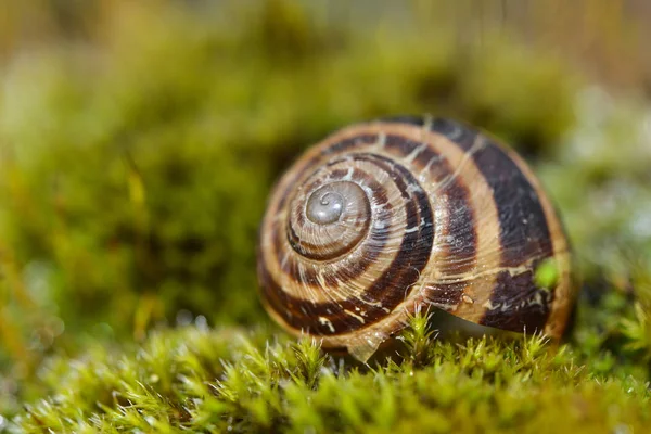 Guscio Lumaca Nella Rugiada Del Mattino — Foto Stock