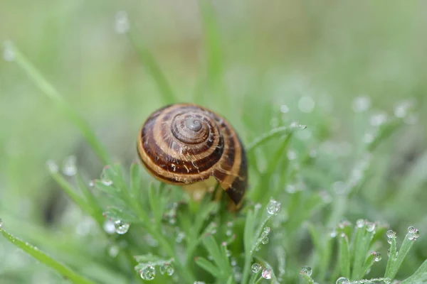 Sabah Çiğ Tanesinde Salyangoz Kabuğu — Stok fotoğraf