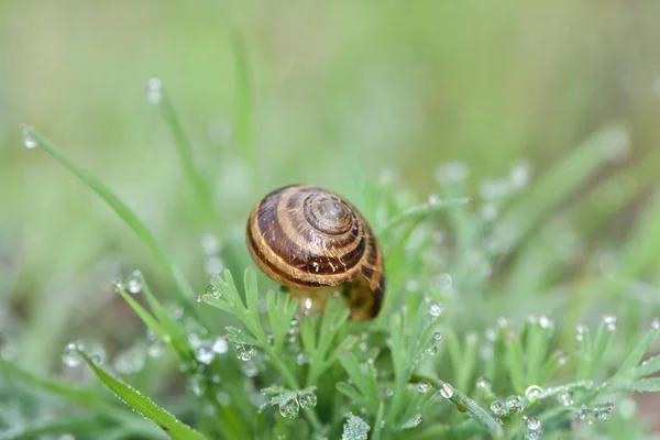 Snail Shell Morning Dew — Stock Photo, Image
