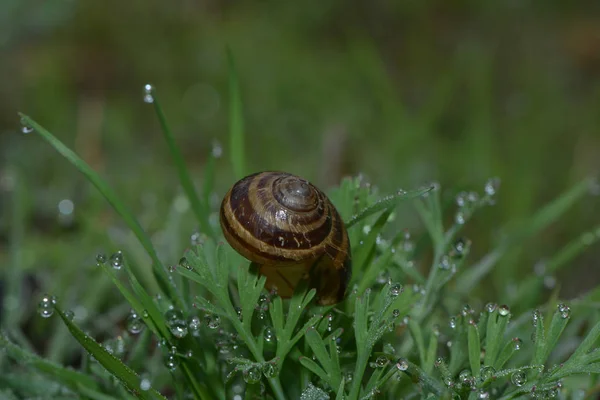 Sabah Çiğ Tanesinde Salyangoz Kabuğu — Stok fotoğraf