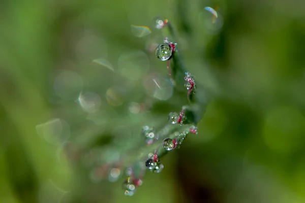 牧草地での朝露 — ストック写真