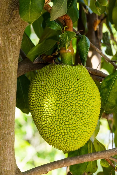 Jackfruit Frutto Cresce Direttamente Sul Tronco Dell Albero Jackfruit — Foto Stock