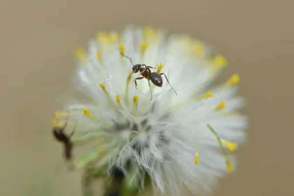 Ameise Klettert Auf Weiße Blume — Stockfoto