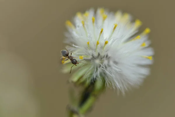 Mier Klimt Witte Bloem — Stockfoto