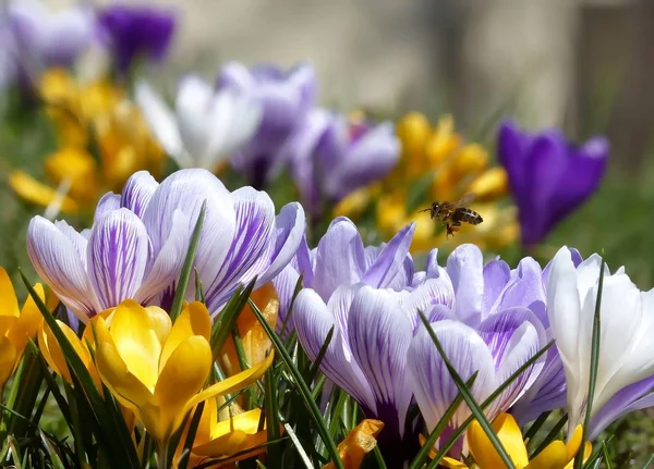Цветы Крокус Цветут Весенняя Флора — стоковое фото