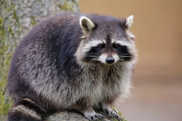 Europäische Neubürger Waschbär Projon Lotor — Stockfoto