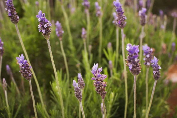 Blüten Einer Lavendelpflanze — Stockfoto