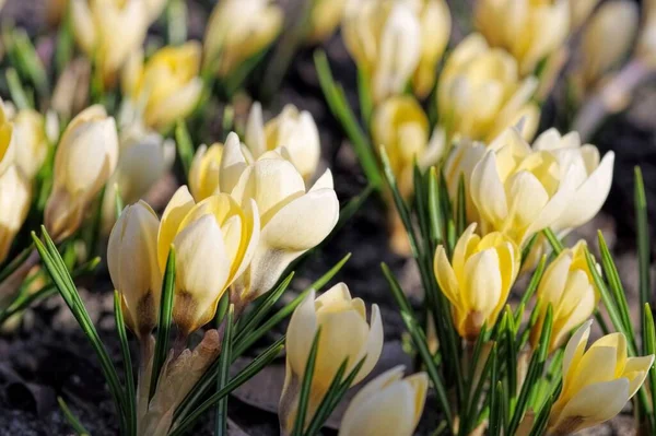 Krokusar Blommande Blommor Naturen Vårflora — Stockfoto