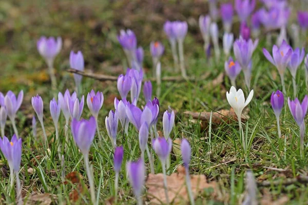 Purpurowe Krokusy Wiosenne Płatki Kwiatów — Zdjęcie stockowe