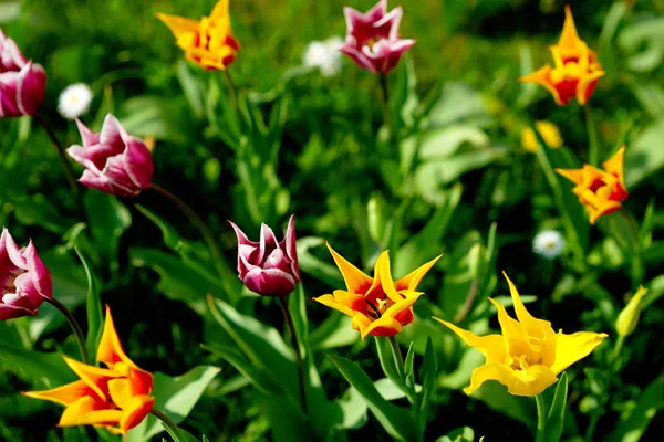 Světlé Barevné Tulipán Zahrada Louka — Stock fotografie