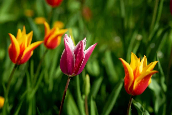 Prado Jardim Tulipa Colorido Brilhante — Fotografia de Stock