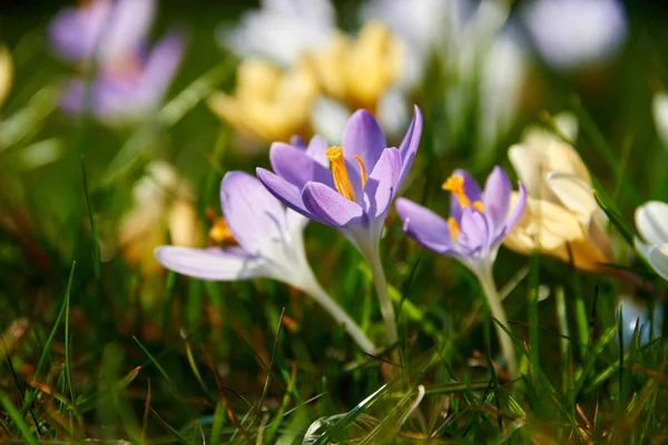 Blühende Krokusse Blumen Feld — Stockfoto