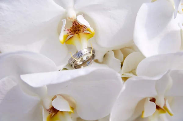Bukiet Ślubny Orchideą Obrączkami — Zdjęcie stockowe