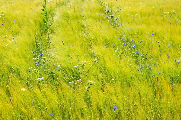 Green Barley Cornflowers Big Star Umbels — Stock Photo, Image
