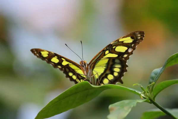 Желтая Черная Бабочка Зеленом Листе — стоковое фото