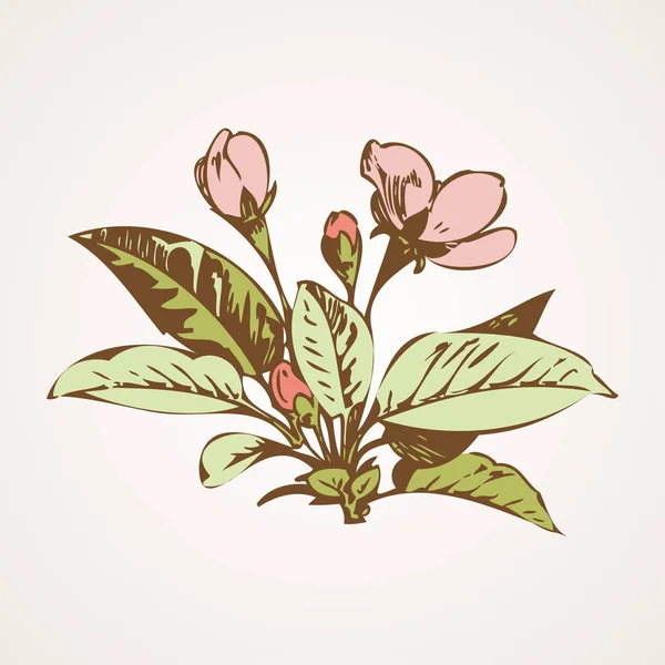 Сакура Вишня Цветы — стоковое фото